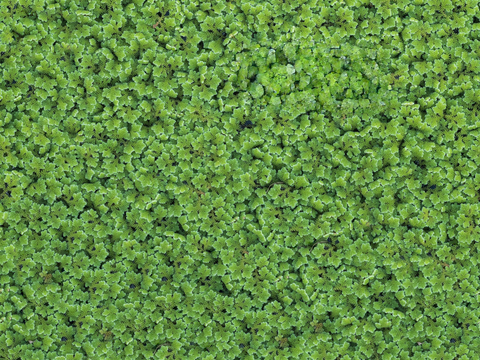  地衣地被苔藓植物3 