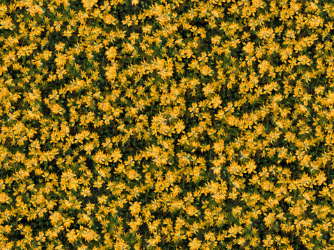  灌木花丛，灌木丛229 