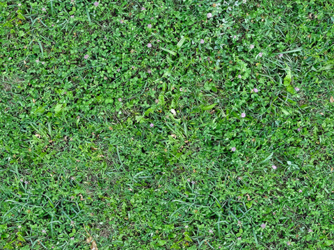 草地草皮草坡27