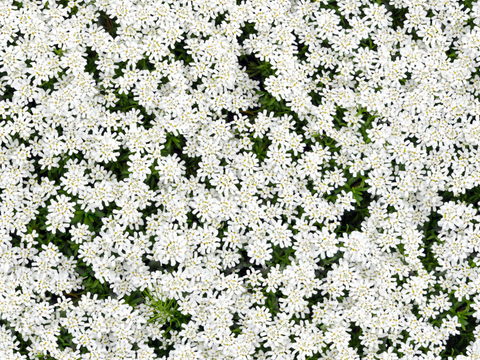  灌木花丛，灌木丛143 