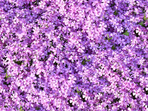  灌木花丛，灌木丛169 