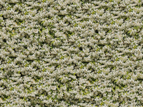  灌木花丛，灌木丛196 