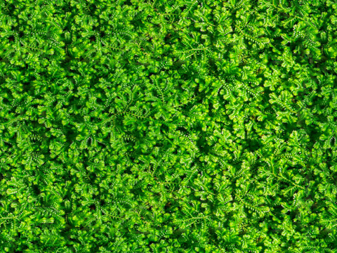 地衣地被苔藓植物18