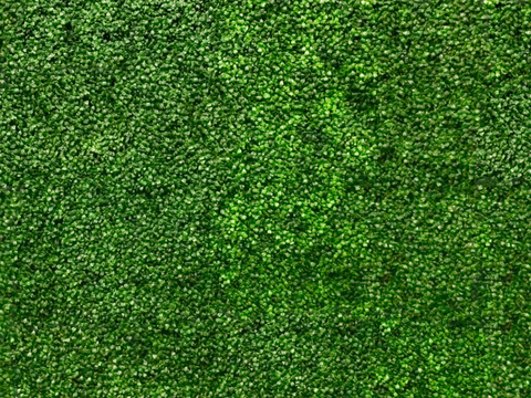 地衣地被苔藓植物12