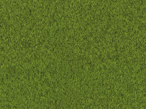 草地 草皮 草丛