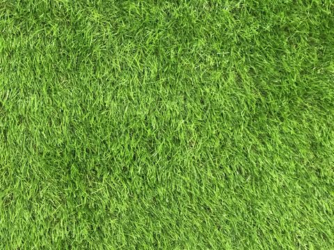 草地 草皮 草丛