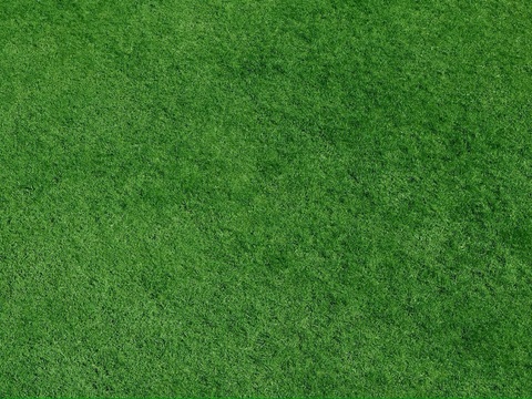 草地 草皮 草丛