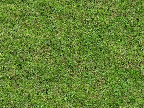 草地 草皮 草丛