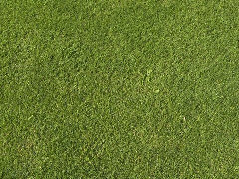 草地 草皮 草丛