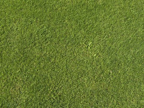 草地 草皮 草丛