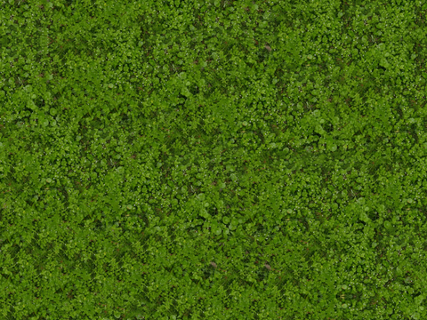 草地 杂草 泥土 土地 蕨类植物