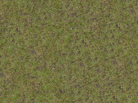 草地 杂草 泥土 土地 蕨类植物