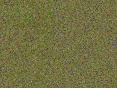 草地 杂草 泥土 土地 蕨类植物