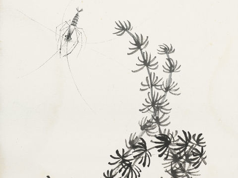  齐白石写意水墨画，近现代水墨画46 (2) 