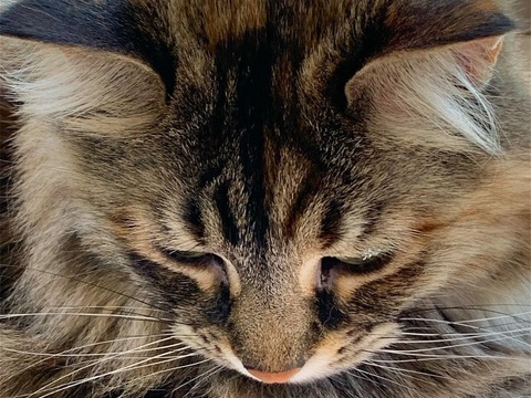  可爱动物手绘，创意童趣插画，猫咪动物插画，治愈系插画，可爱儿 