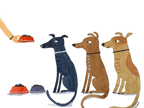  可爱动物手绘创意童趣插画猫咪动物插画治愈系插画可爱儿童插画 