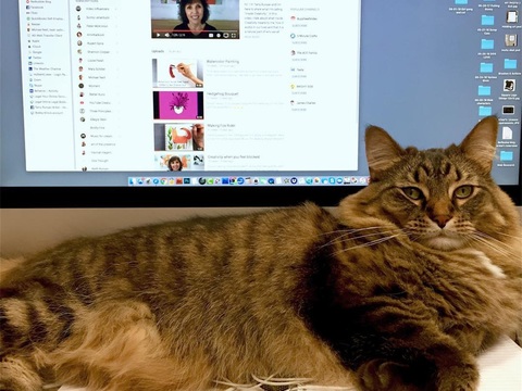  可爱动物手绘，创意童趣插画，猫咪动物插画，治愈系插画，可爱儿 