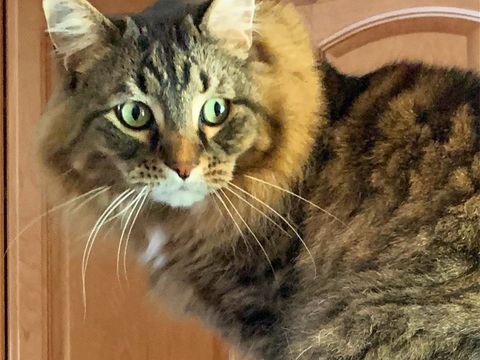  可爱动物手绘创意童趣插画猫咪动物插画治愈系插画可爱儿童插画 