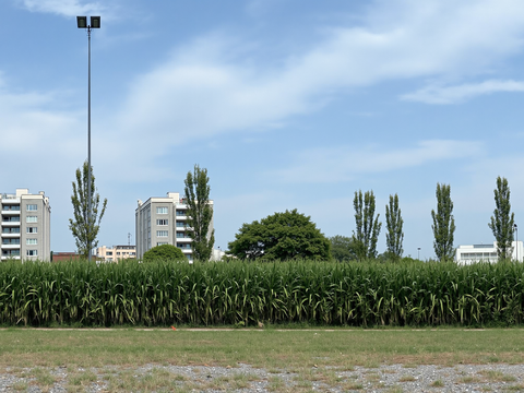  现代风格街景 城市公路绿化 