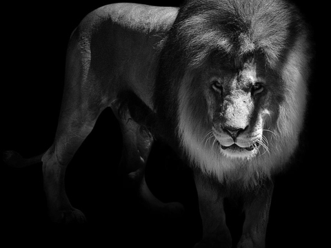 黑白摄影装饰画