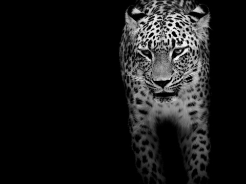 黑白摄影装饰画