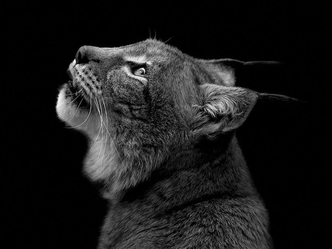 黑白摄影装饰画