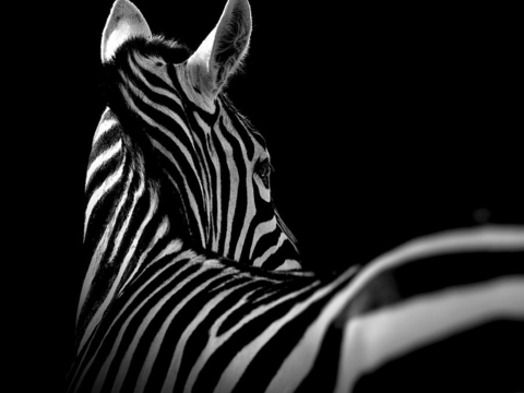 黑白摄影装饰画