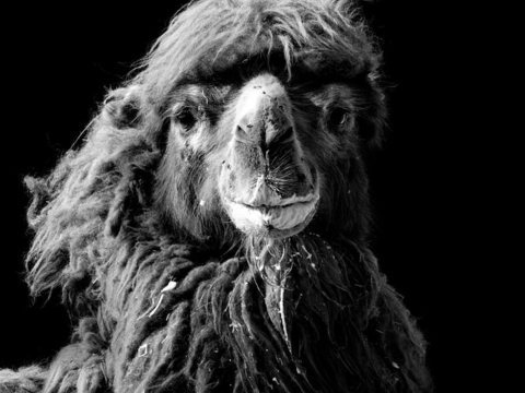 黑白摄影装饰画