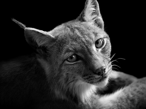 黑白摄影装饰画