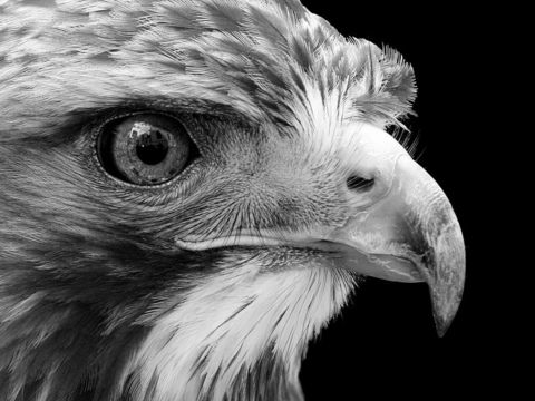 黑白摄影装饰画