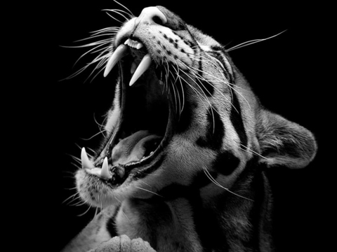 黑白摄影装饰画