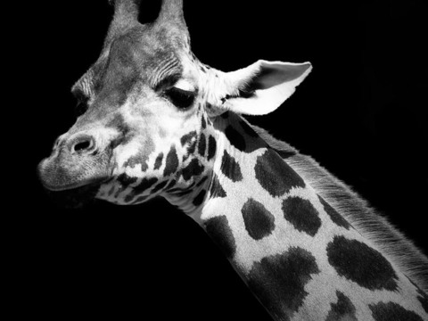 黑白摄影装饰画