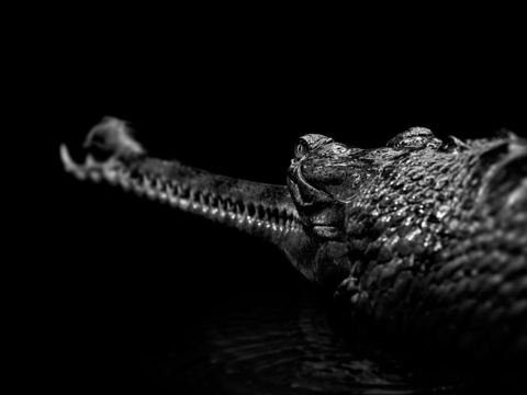  黑白摄影装饰画 