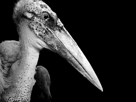 黑白摄影装饰画