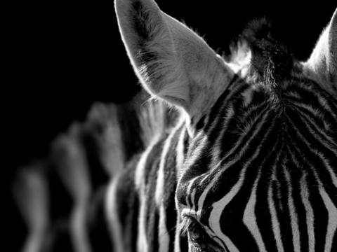 黑白摄影装饰画