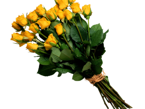 现代花卉植物PNG免抠