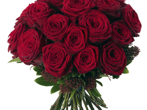 现代花卉植物PNG免抠