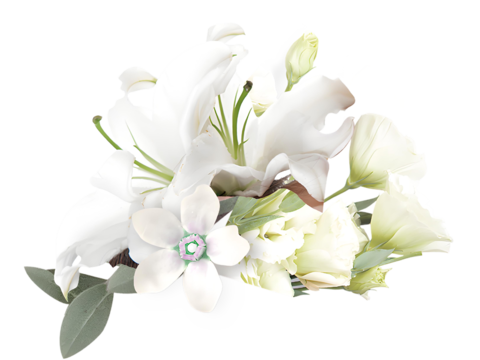  现代花卉植物PNG免抠 