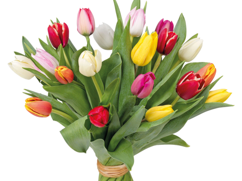 现代花卉植物PNG免抠