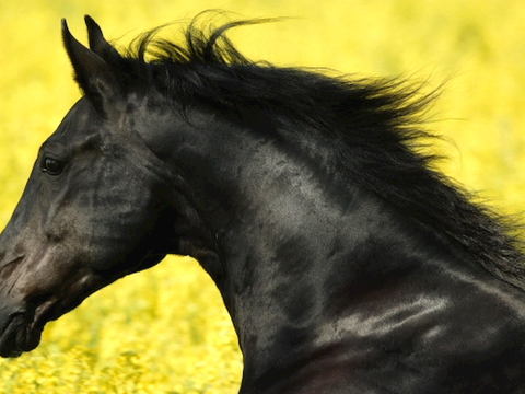  中式新中式挂画壁画字画山水花鸟背景墙壁纸装饰画抽象画油画 