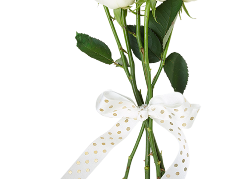  现代花卉植物PNG免抠 