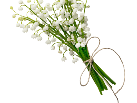  现代花卉植物PNG免抠 