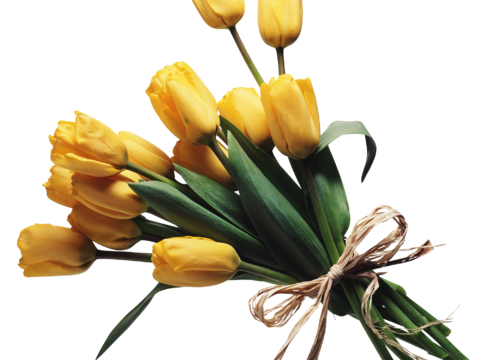 现代花卉植物PNG免抠