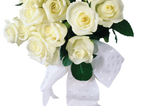 现代花卉植物PNG免抠