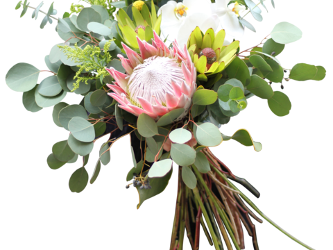 现代花卉植物PNG免抠