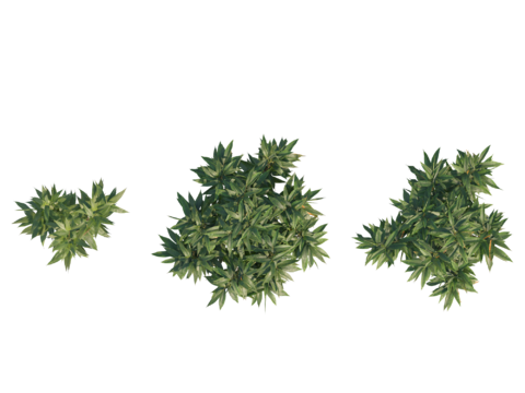 现代植物PNG免抠