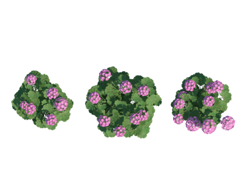 现代植物PNG免抠