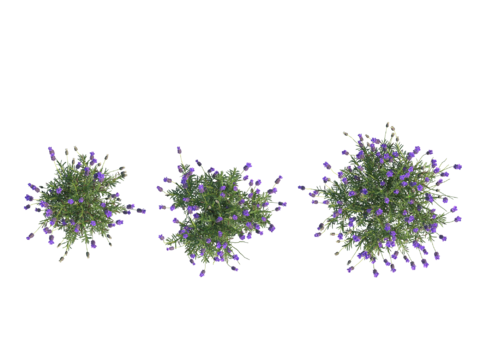  现代植物PNG免抠 