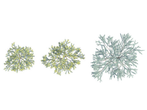 现代植物PNG免抠