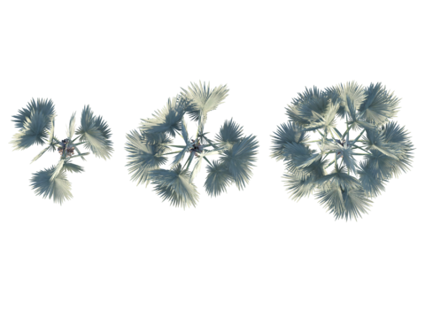 现代植物PNG免抠